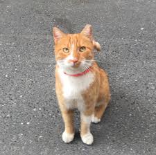 Istanbul Sisli Sarman Kedi Bulundu Goren Duyan