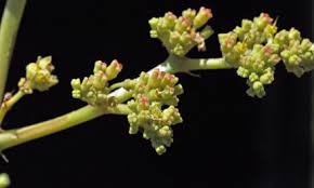 Image result for Coddia rudis