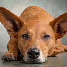 David, Julie, Ali, Zach & Dexter . . . . . #davidsutton #suttonstudios  #davidsuttonstudios #dogs #dogsofinstagram #petphotography #petphotographer  #dogportrait #chicagofamilyphotographer #dogscorner #inspiredbypets #petbox  #petstagram #dogsandpals ...