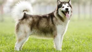 Alaskan malamute dogs for adoption in rosenberg, tx, usa. Alaskan Malamute Hunde Info De
