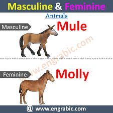 Masculine Feminine List In 2020 Masculine And Feminine List Masculine Feminine Masculine