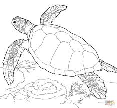 21 Best Photo Of Turtle Coloring Pages Entitlementtrap Com Turtle Coloring Pages Animal Coloring Pages Sea Turtle Drawing