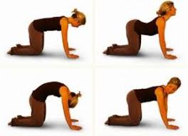 Cat and camel is best exercise for lower back strengthening. 6 Exercises For A Flexible Back Thehealthsite Com