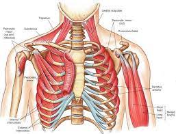 Muscles Anatomy Physiology Health Fitness Training Muscle Bone Muscle Anatomy Body Anatomy Human Body Anatomy