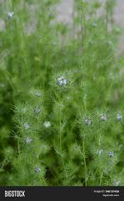 Other early names are st. Love Mist Flower Image Photo Free Trial Bigstock