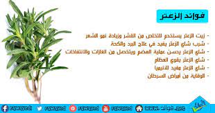 فوائد الزعتر Thyme Tea Health And Nutrition Drinking Tea