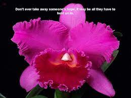 Beautiful Sayings Beautiful Quotes Beautiful Pictures With Quotes Flowers For Everyone Beautiful Quotes