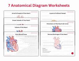 Image result for Cardiovascular Worksheets