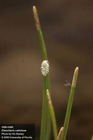 Image result for Eleocharis retroflexa