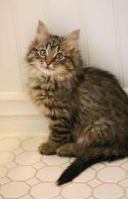 If you are thinking of searching for an orange tabby, or you're just curious about this fantastic feline—take a look at these 15 terrific facts. Adopt Leia On Petfinder Beautiful Cats Tabby Kitten Tabby Cat