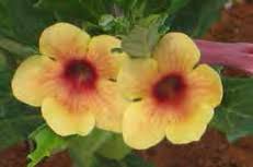 Image result for Pterodiscus elliottii