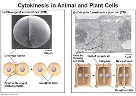 The cell plate is formed during telophase. Quia 9ap Chapter 12 The Cell Cycle Detailed