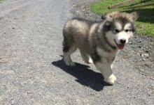 Maybe you would like to learn more about one of these? Vancouver Alaskan Malamute Dogs Puppies For Sale Classifieds At Eclassifieds 4u