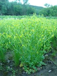 Image result for Ranunculus sceleratus