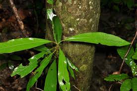 Image result for Actinodaphne