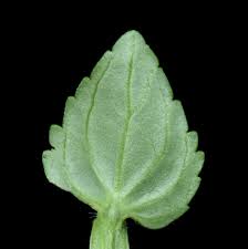 Image result for Nemesia lilacina