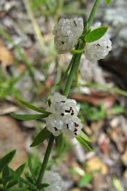 Image result for Pollichia campestris