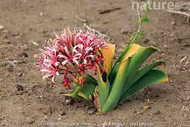 Image result for Crinum buphanoides