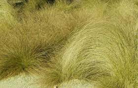 More plants for coastal gardens. 14 Charming Grasses For A Seaside Garden