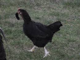 Image result for site:byggahus.se Östergötaland