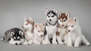 De applicatie heet live achtergronden honden schattige dieren achtergronden heeft leuke beeld die het deel van leuke honden wallpaper zijn. Wallpaper 1920x1080 Px Animal Beauty Cute Dogs 1920x1080 Wallhaven 1651553 Hd Wallpapers Wallhere