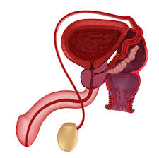 Rápido, seguro y mínimamente invasivo. Vasectomia Vasectomy Reversal Miami Florida Infertility Mens Health Florida Ranjith Ramasamy