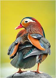 Birds Of A Feather Song Earth Song Dpp 1dmkiv7985web By Andy J S Beautiful Birds Wild Birds Mandarin Duck