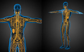 Martin's Wellness Connection Blog - The Great Lymphatic System ...