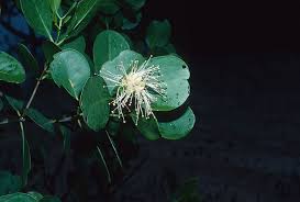 Image result for Sonneratiaceae