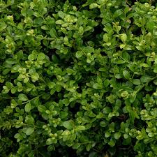 Kraemers Nursery 32301 Buxus Microphylla Japonica Wintergem Boxwood 1 At Sutherlands