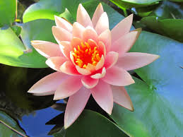 You can download free the most, beautiful, flowers, in, the, world, with, pictures, top, 20 wallpaper hd deskop background which you see above with high resolution freely. Top 10 Most Pretty Flowers Top Beautiful Flowers 1600x1200 Download Hd Wallpaper Wallpapertip