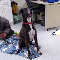 Each year the german shorthaired pointer club of ohio elects our new offices and accepts applications for new board members. German Shorthaired Pointer Puppies For Sale In Cincinnati Ohio Adoptapet Com
