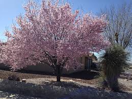 In addition to stunning florals, they also produce tons of delicious cherry plums that brighten up your landscape. Purple Leaf Plum Trees Landscaping Tree Guzman S Greenhouse