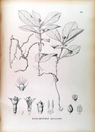 Image result for Psychotria