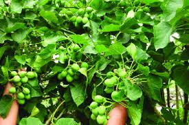 Terdapat berbagai jenis jarak, antara lain jarak kepyar (ricinus communis l.), jarak ulung (j. 5 Khasiat Daun Jarak Pagar Untuk Berbagai Jenis Penyakit