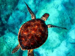 Considered by many to be the most beautiful of sea turtles for their colorful shells, the hawksbill is found in tropical waters around the world. Fascinating Facts About Sea Turtles Travel2madagascar