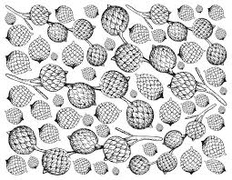 A a's amd amd's aol aol's aws aws's aachen aachen's aaliyah aaliyah's aaron aaron's abbas abbas's abbasid abbasid's abbott abbott's abby abby's abdul abdul's abe abe's abel abel's Hand Drawn Of Rattan Fruits On White Background Drawing By Iam Nee