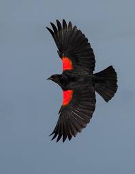Black Bird With Red Spot On Shoulder Pin On Birds
