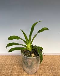 Image result for Aeranthes africana