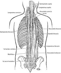 Effective exercises to train the lower part of the back. Muscles Of The Back Dummies