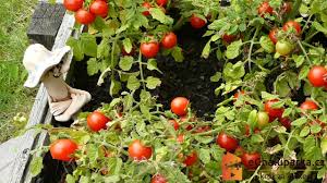 Dnes vás s ním seznámime. Jak Pestovat Kerickova Balkonova Rajcata Ze Semen Solanum Lycopersicum Youtube