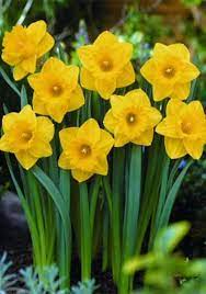 Image Result For Daffodil Daffodils Planting Daffodils Bulb Flowers