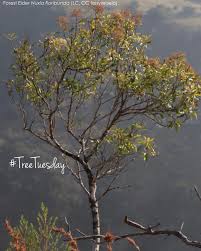 Image result for Nuxia floribunda