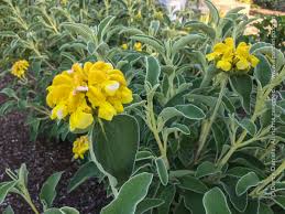 Image result for Phlomis fruticosa