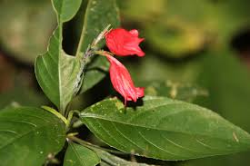 Image result for Ruellia brevifolia