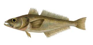 Image result for Dissotis trothae