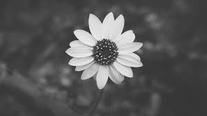 14332 flower hd wallpapers and background images. 5375738 4896x2754 Petal Fresh Black Background Black Wallpapers Black And White Daisy Bloom Free Images Bud Wallpaper Blossom B W Sunflower Flower Garden Plant Mocah Hd Wallpapers