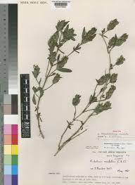 Image result for Megalochlamys