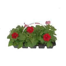 Image result for foto surfínie