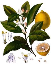 Image result for Citrus × limon